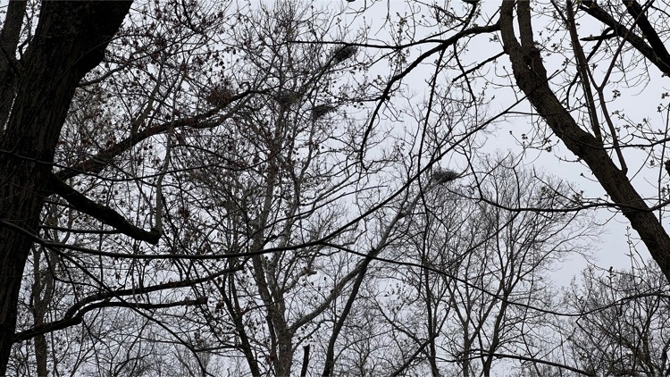 These Blue Heron nests can be easily mistaken for squirrel drays.
